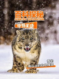 科探秘动物星球：高山上的白色精灵雪豹封面图