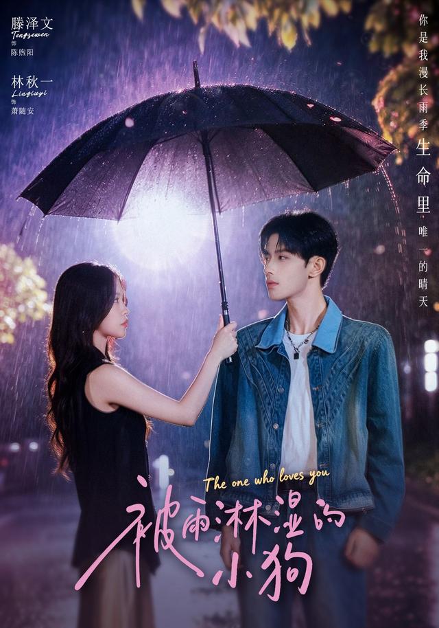 被雨淋湿的小狗封面图